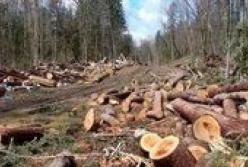 Організація незаконної вирубки лісу на Кремінщині була можлива лише за умов "силового" прикриття