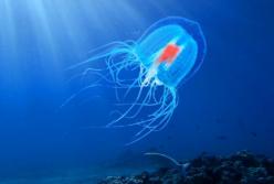 Бессмертная медуза — единственное существо на планете, способное жить вечно