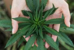 Почему законопроект о медицинском каннабисе провалили?