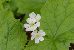 Удивительной красоты цветок становится невидимым во время дождя