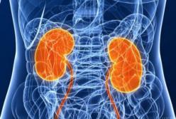 Що потрібно їсти, аби нирки залишались здоровими