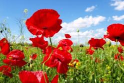 Исповедь поисковика