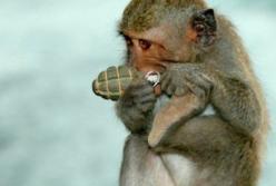 Белка-диверсант-банде*овка. Драма