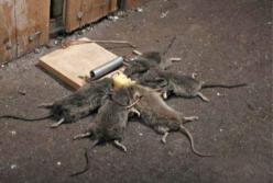 Обращение к любителям «шары»