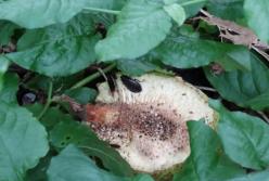 Тараканье молоко может стать одним из лучших суперпродуктов для человека