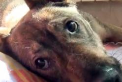 Бездомные на миллионы: как коммунальные предприятия богатеют на убийстве собак (расследование)