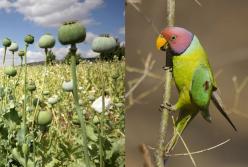 Пристрастившиеся к опиуму попугаи сеют хаос на маковых полях Индии (видео)