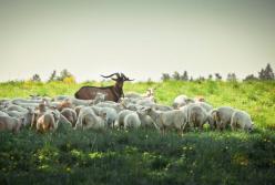 ​Мычание украинских ягнят и его жестокие враги