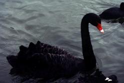 «Чёрный Лебедь» для России