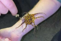 Новая забава: Туристы играют с маленьким смертоносным осьминогом, способным за раз убить 26 человек