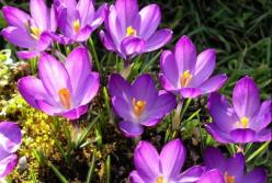 8 березня в Україні: де провести незабутні вихідні