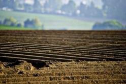 Открытый рынок земли: власть не учитывает два фактора