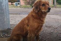  «Аргентинский Хатико»: Собака целый год сидит у полицейского участка и ждет возвращения хозяина