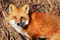 Оральная вакцинация лис: новая схема распила денег