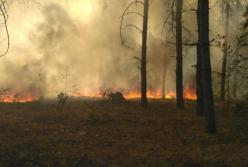 Помог дождь: пожар в Чернобыльской зоне потушен