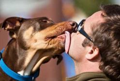 Как характеризует человека его домашний питомец