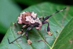Неуловимый «жук-скорпион»: Один из трех видов на планете, способных отравить человека