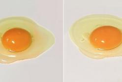 Одно из этих яиц настоящее, другое — живопись. Можете отличить?