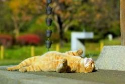 В Украину возвращается бабье лето: синоптики порадовали прогнозом погоды на выходные