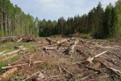 Чи дійсно команда Яценюка очолює «лісову мафію»