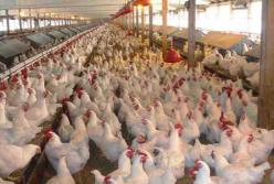 Чи перетвориться Черкащина на землі «Нашої Ряби» 