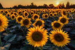 Миллиарды мимо госбюджета: кто стоит за крупными земельными аферами (расследование)