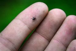 Не панікуйте: що робити, якщо вас укусив кліщ