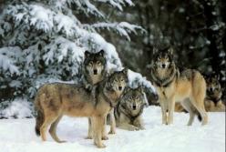 ​Невероятный эффект: как волки Йеллоустонский парк спасли