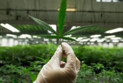 Мэр Чикаго хочет легализировать марихуану, а доходы от продаж направить на выплаты пенсий