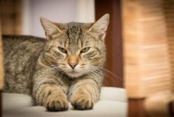 Барнаульский суд оправдал кота, которого хозяева обвинили в долгах за электроэнегрию на сумму 80 000 рублей