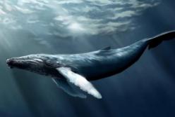 ​Поразительные причины, по которым жизнь каждого кита оценивается в 2 миллиона долларов