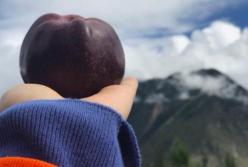 «Черный бриллиант» — редкий сорт яблок, о котором мало кто слышал