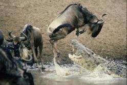 Почему украинский язык не остановит русского крокодила