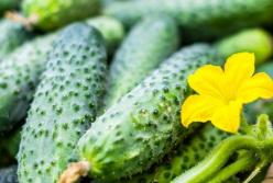 Засіб від багатьох хвороб: чим корисні огірки