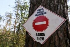 Коммерческая вырубка: через 50 лет в Пуще-Водице лес исчезнет (расследование)