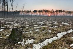 ​ТОП-10 схем незаконной вырубки лесов