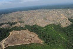 Скандал международного уровня: масштабы незаконной вырубки лесов в Украине поражают