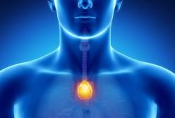 5 внутренних органов человека, о которых мало кто знает