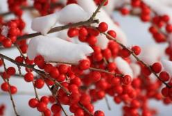 Гроздья гнева медленной украинской революции