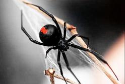 Что делать, если укусил паук: первая помощь