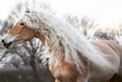 Настоящая Рапунцель лошадиного царства: Восьмилетняя кобыла породы Хафлингер стала звездой социальных сетей