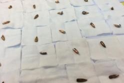 Великі питання до євродепутатів