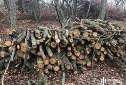 ГБР блокировало незаконную вырубку лесов в четырех областях
