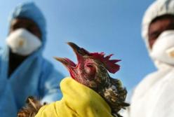 В Китае зафиксирована вспышка птичьего гриппа