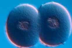 Ученые назвали научно подтвержденные случаи непорочного зачатия