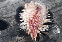 В США в море выловили необычное ядовитое существо (фото)