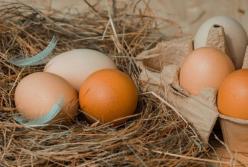 Медики рассказали о вредных свойствах куриных яиц