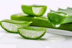 От псориаза и герпеса: врачи рассказали, чем полезно алоэ