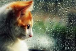 Прогноз погоды на 31 августа: последний день лета будет дождливым