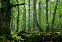 В Британии обнаружили загадочный каменный круг в лесу